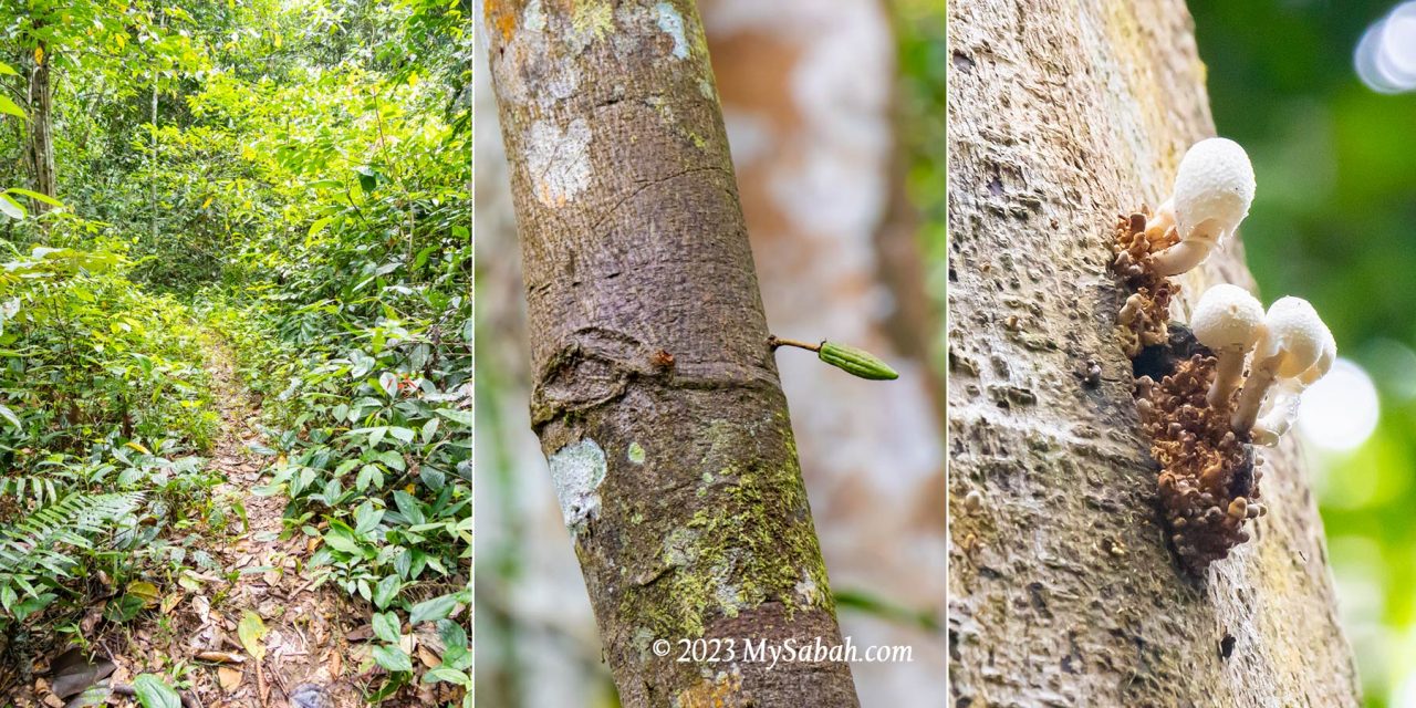 Left: nature trail to the hill. Middle: a cocoa tree. Right: white fungus high on a tree