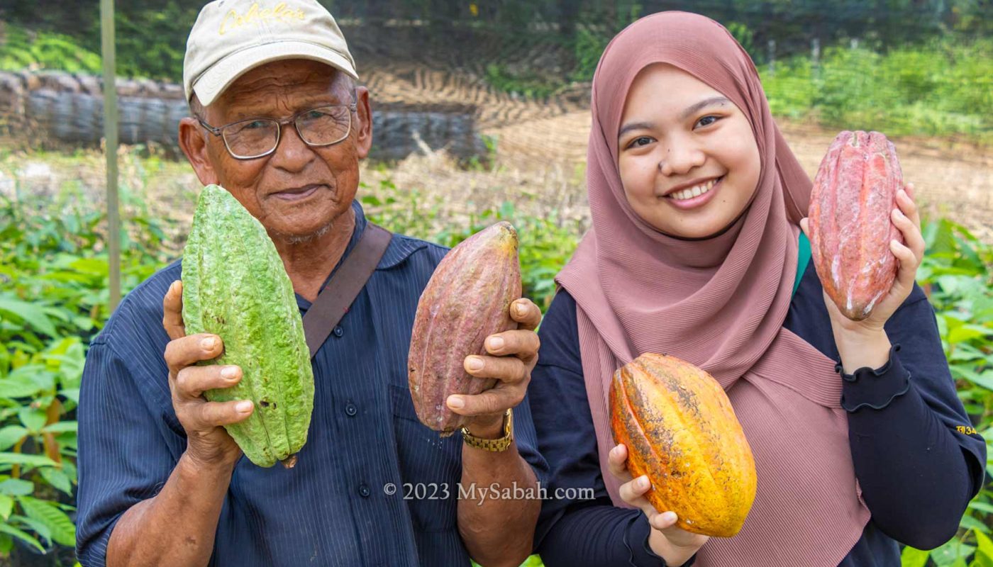 Cocoa fruits of Sabah Tawau