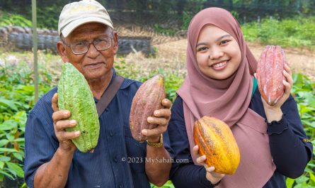 Cocoa fruits of Sabah Tawau
