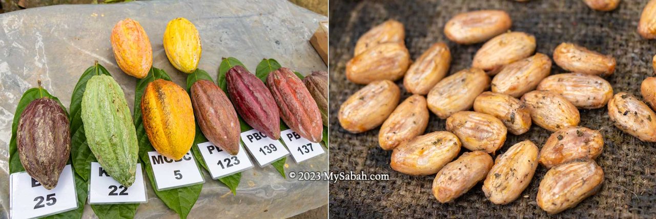 Left: cocoa fruits with different grades and resistance to diseases. Right: cocoa seeds ready for fermentation