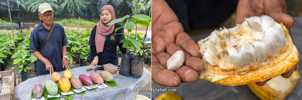 Left: Uncle Mando explaining the cultivation and processing of cocoa. Right: cocoa pod (fruit)