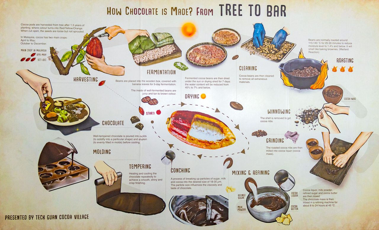 Diagram on processing of cocoa to chocolate