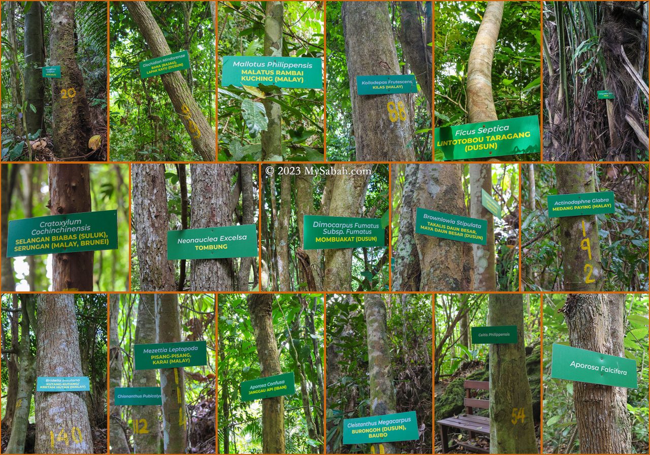 The trees on Bukit Panchang of Tinagat Forest Reserve