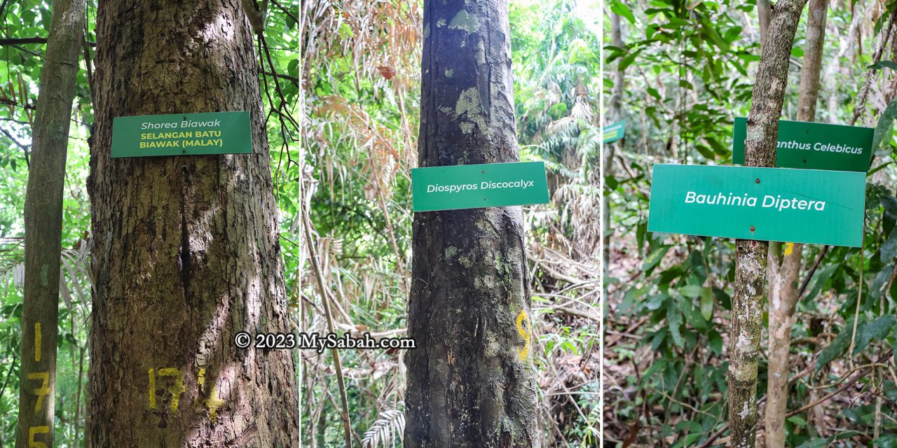 Endemic trees of Borneo on Bukit Panchang