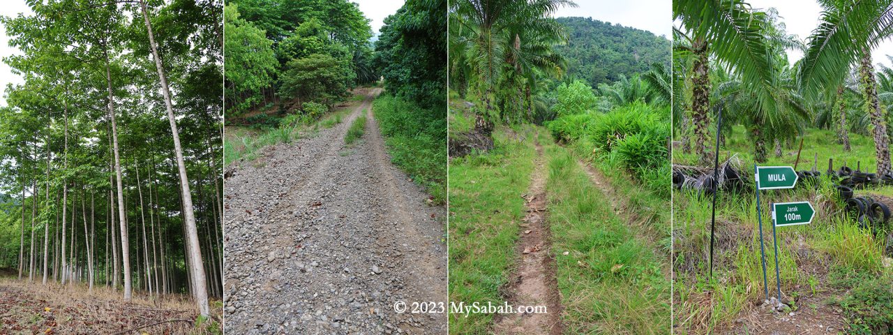 The road to the Sabah Forestry station