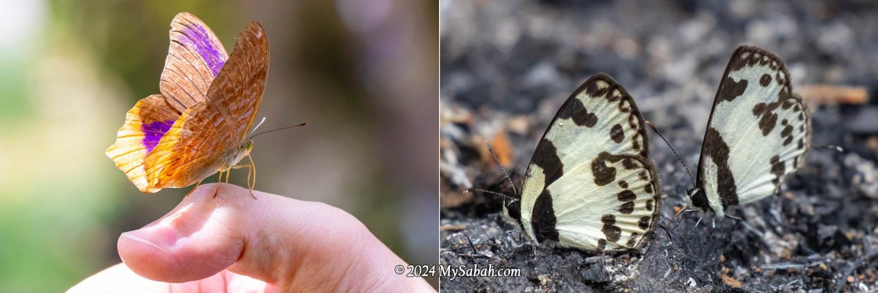 Butterflies of Aura Montoria