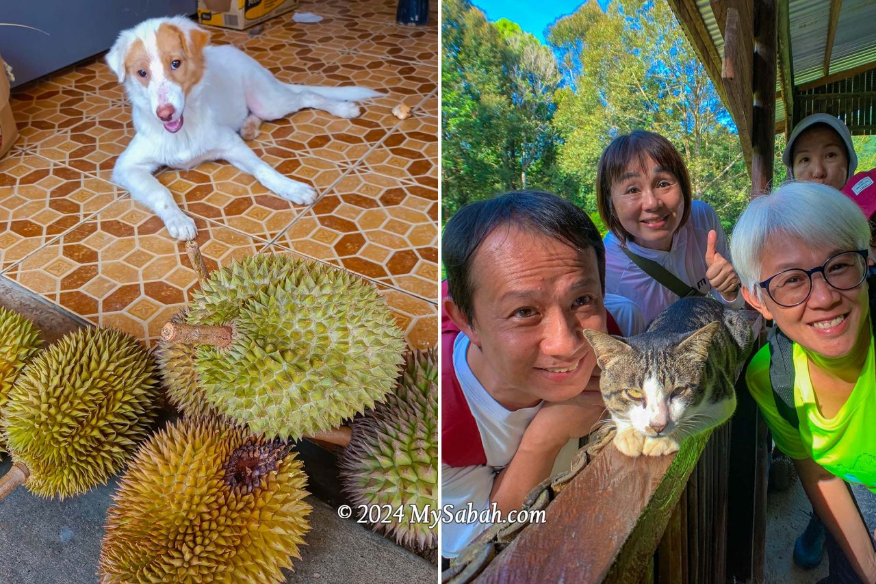 Dog and cat of Kampung Sayap