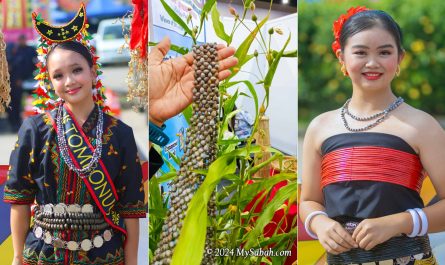 Dalai seeds and necklaces