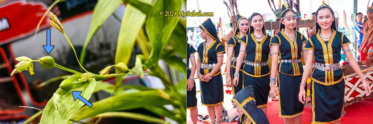 Left: Dalai seeds will turn grey or brown colour when they are ripe. Right: Dusun Malapih from Papar