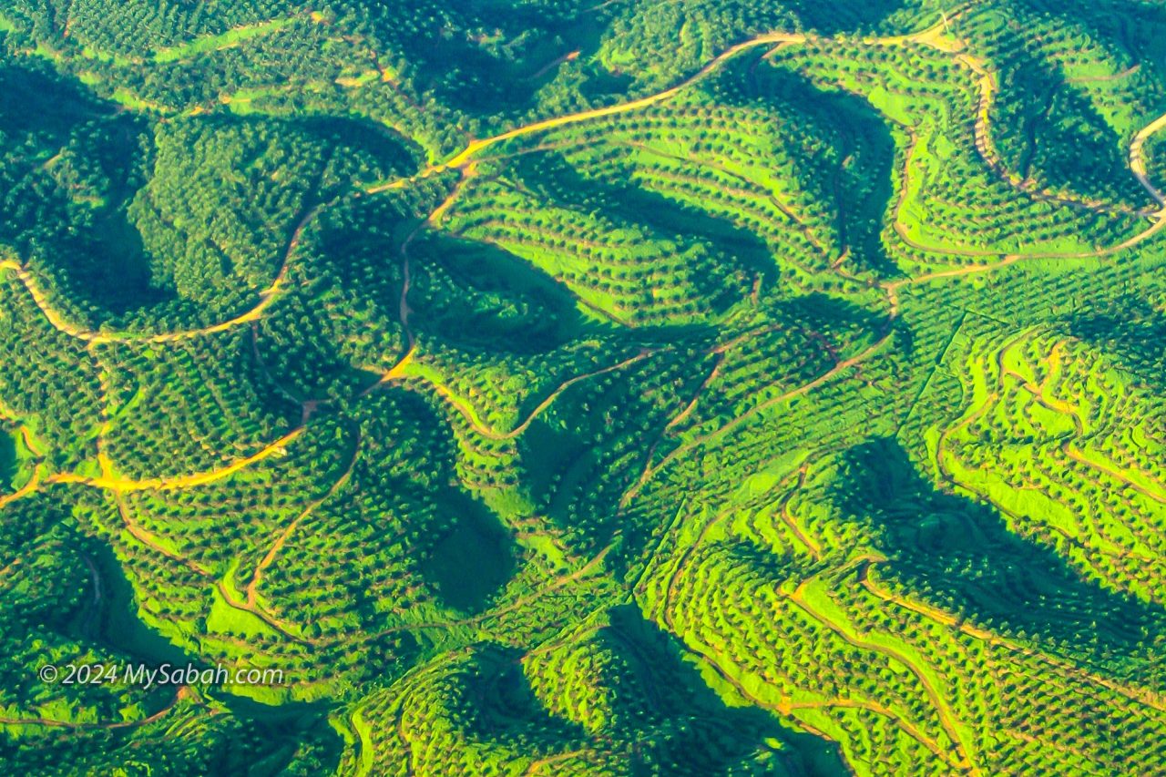 Oil palm plantation of Tawau