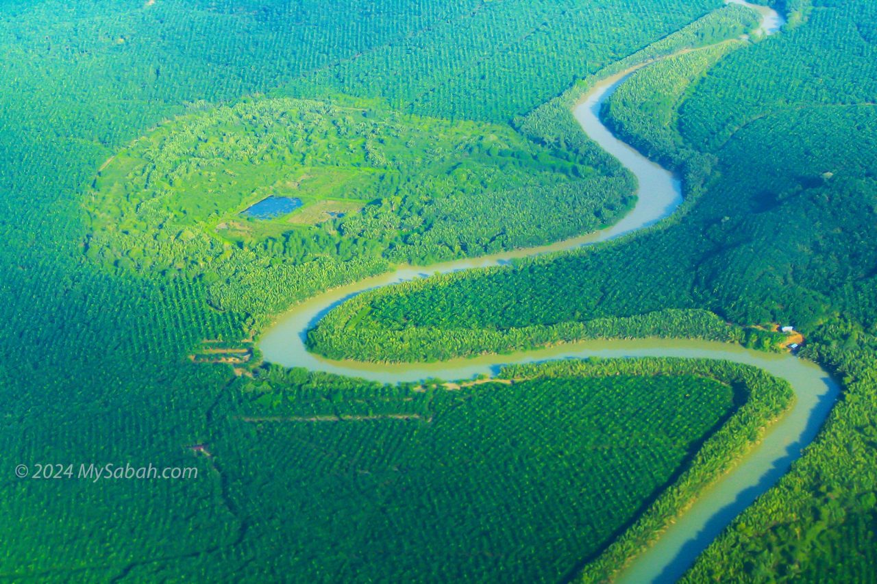 Nypa swamp surrounded by oil palm