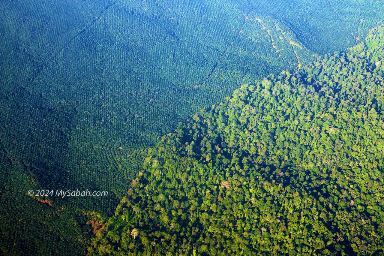Oil Palm Vs Rainforest