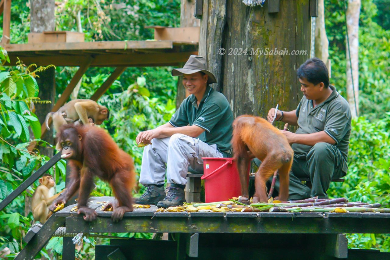 The feeding time of Sepilok orangutan rehabilitation centre