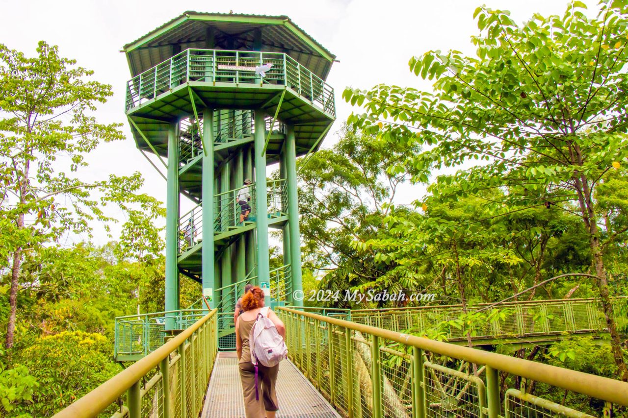 The tower and skywalk of Rainforest Discovery Centre in Sandakan