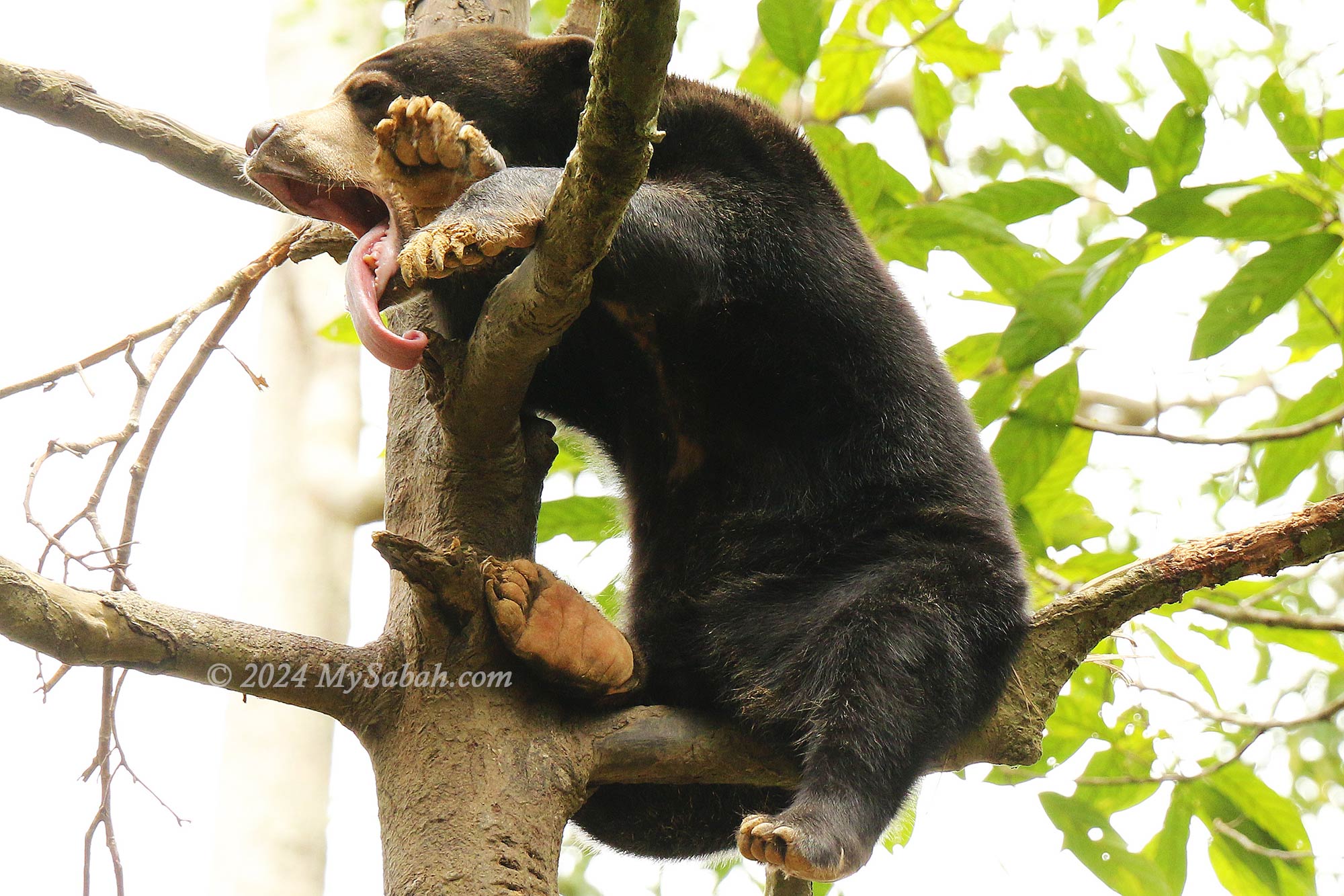 A Bornean sunbear napping high on a tree