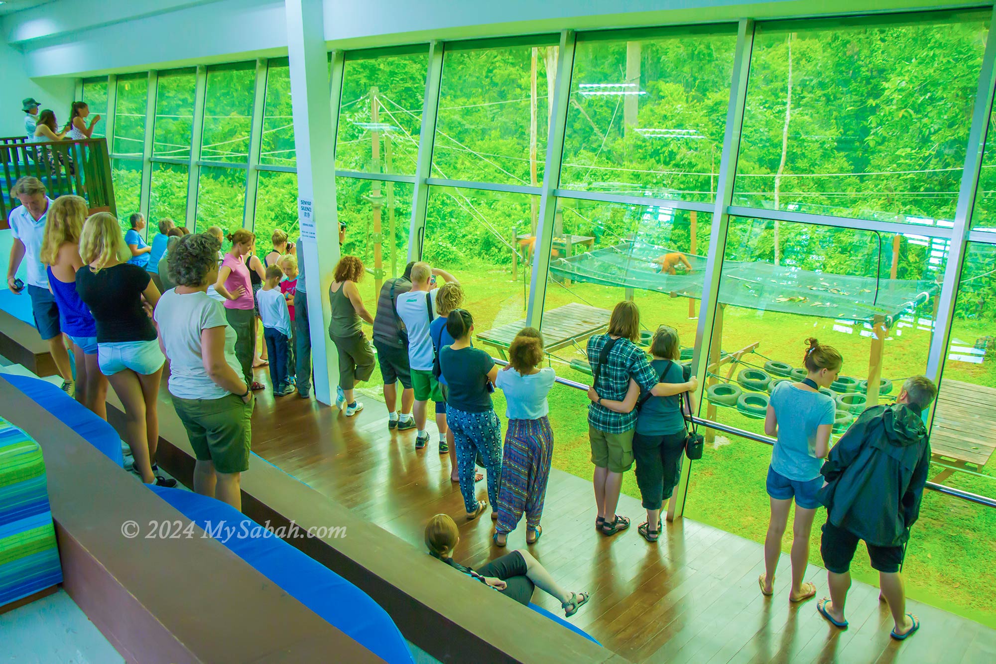 Tourists looking at the training of baby orangutan at the nursery