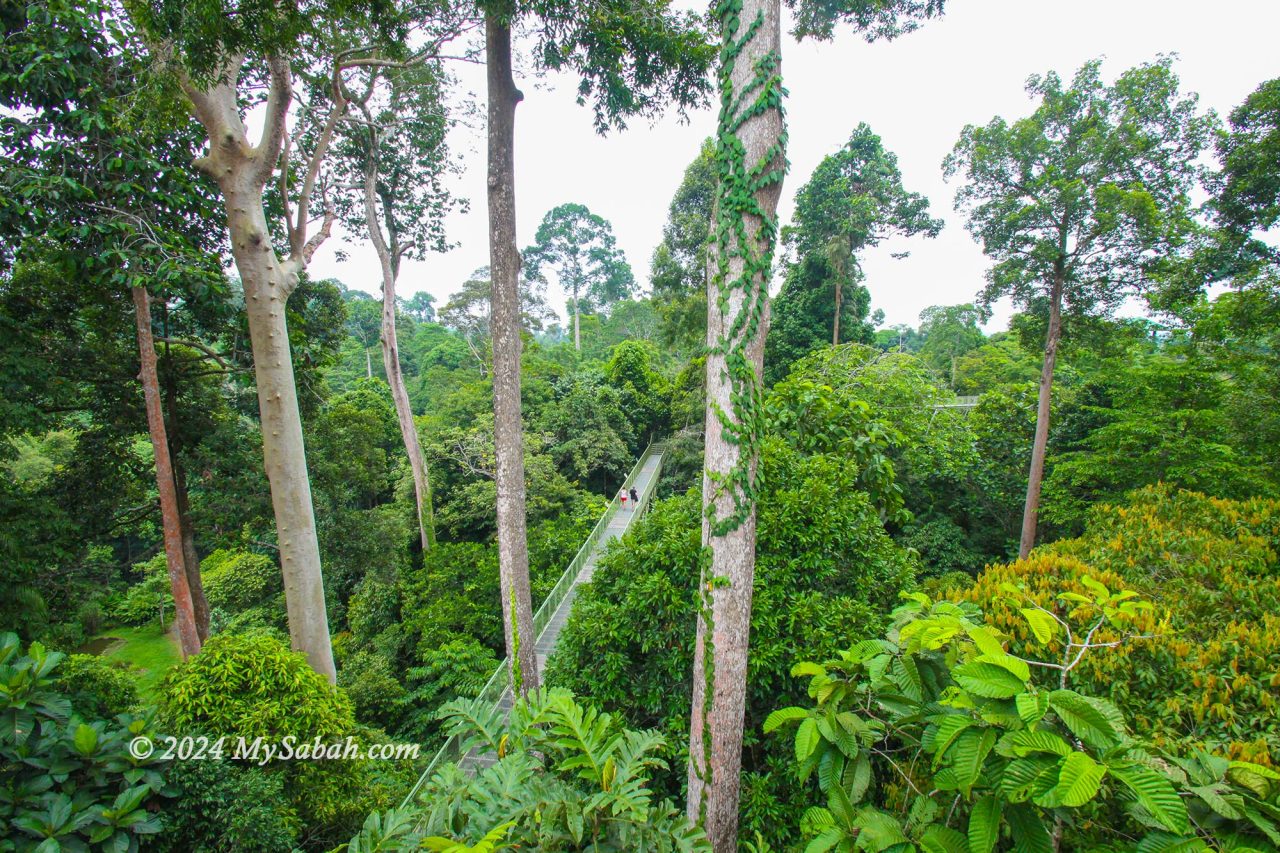 The tall tropical trees at Rainforest Discovery Centre (RDC)