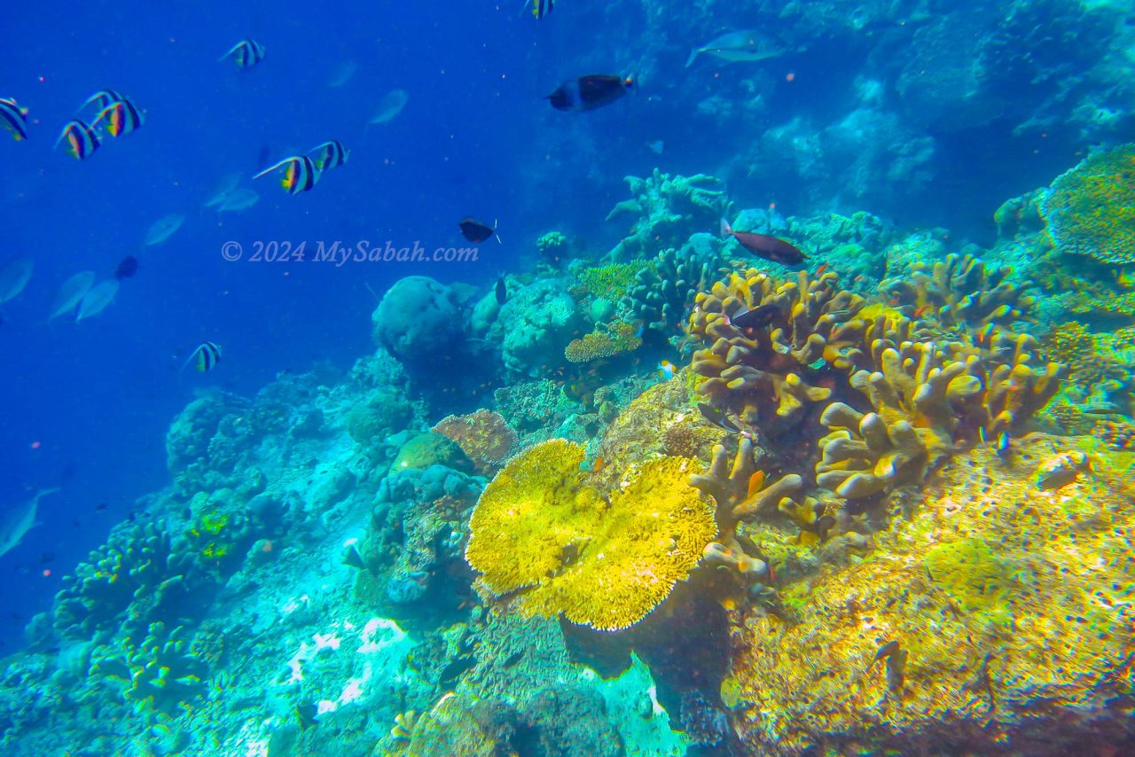 Corals and fishes of Sipadan Island
