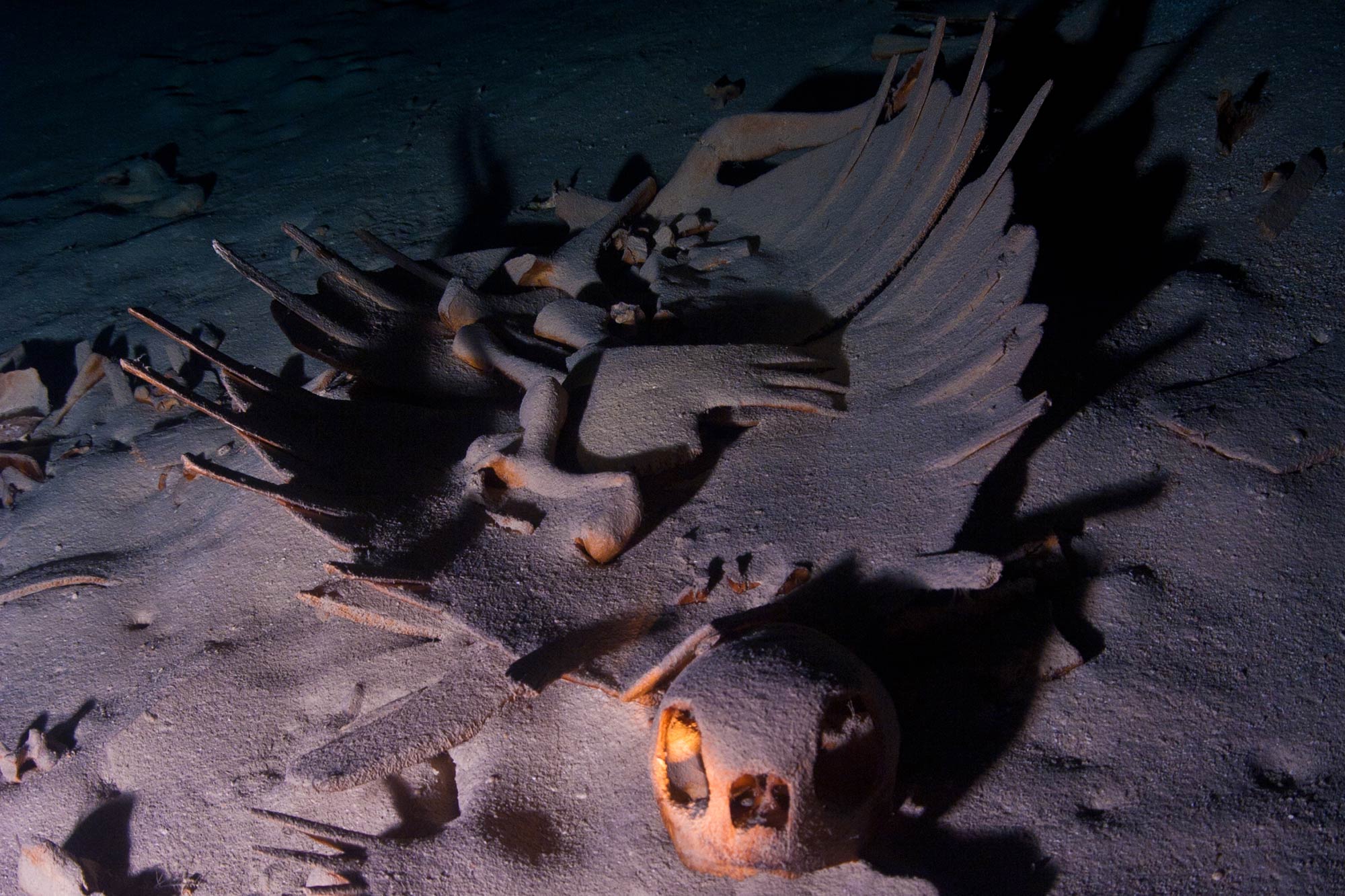 The skeleton of turtle trapped in Turtle Tomb Cave