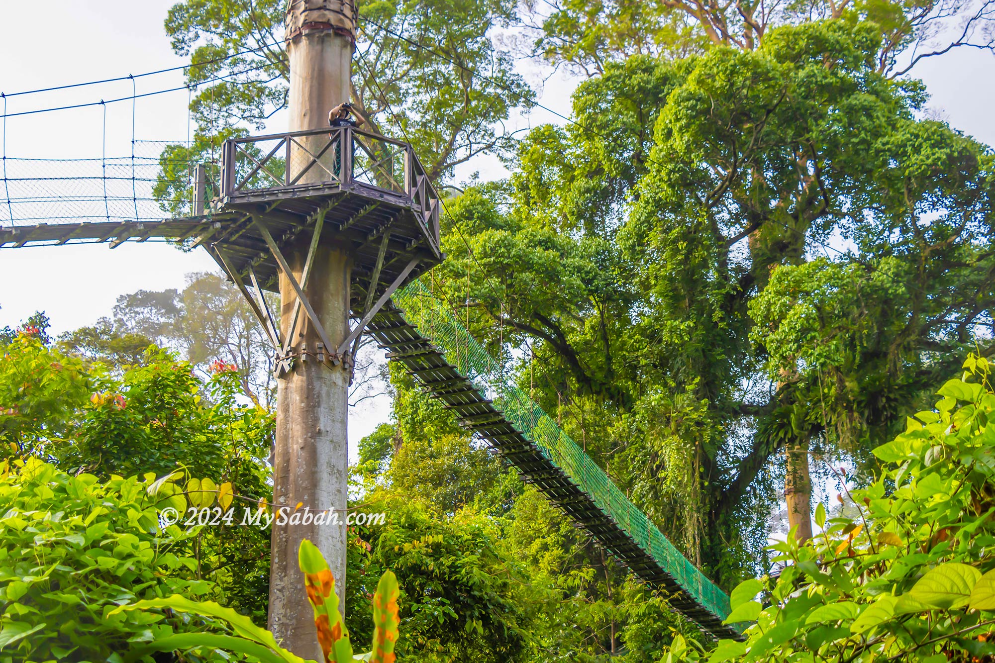 Canopy walk of Danum Valley