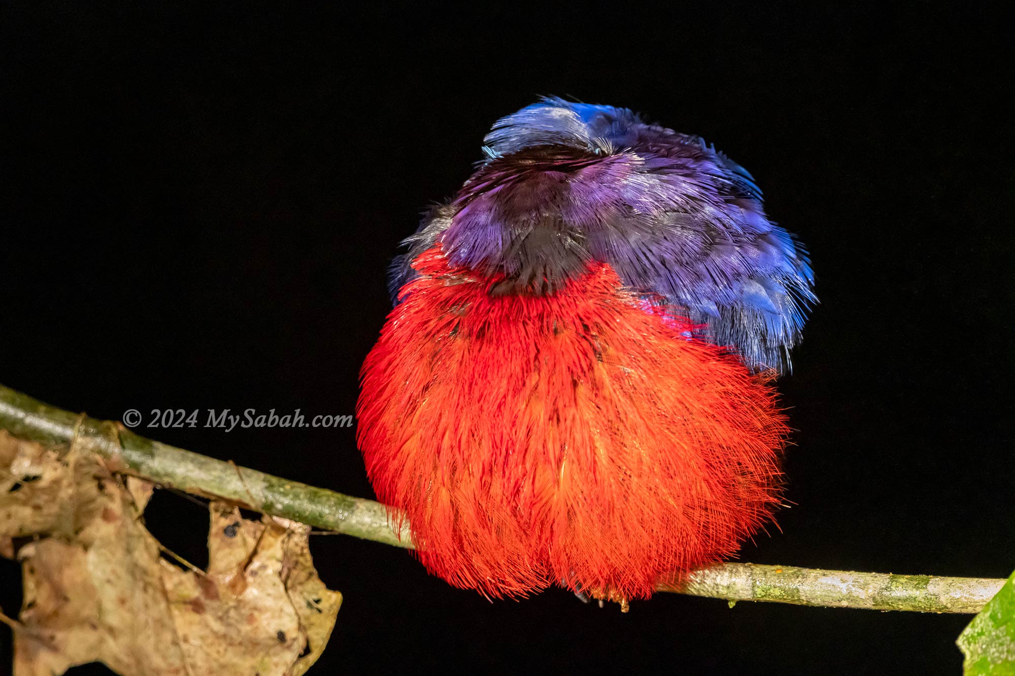 A sleeping Black-crowned pitta (Erythropitta ussheri)