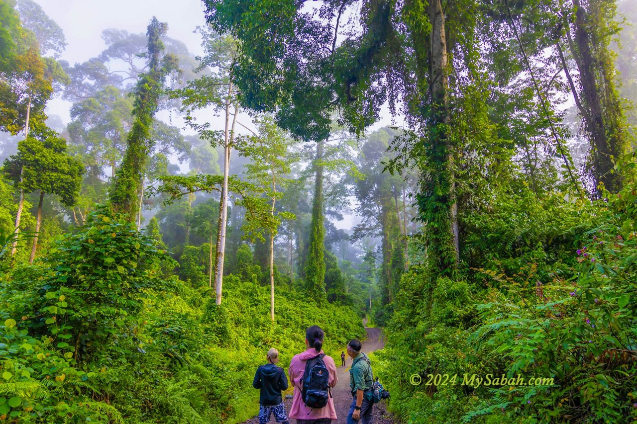 Morning walk in the misty rainforest of Borneo