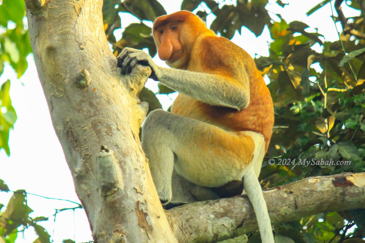 Male Proboscis Monkey on a tree