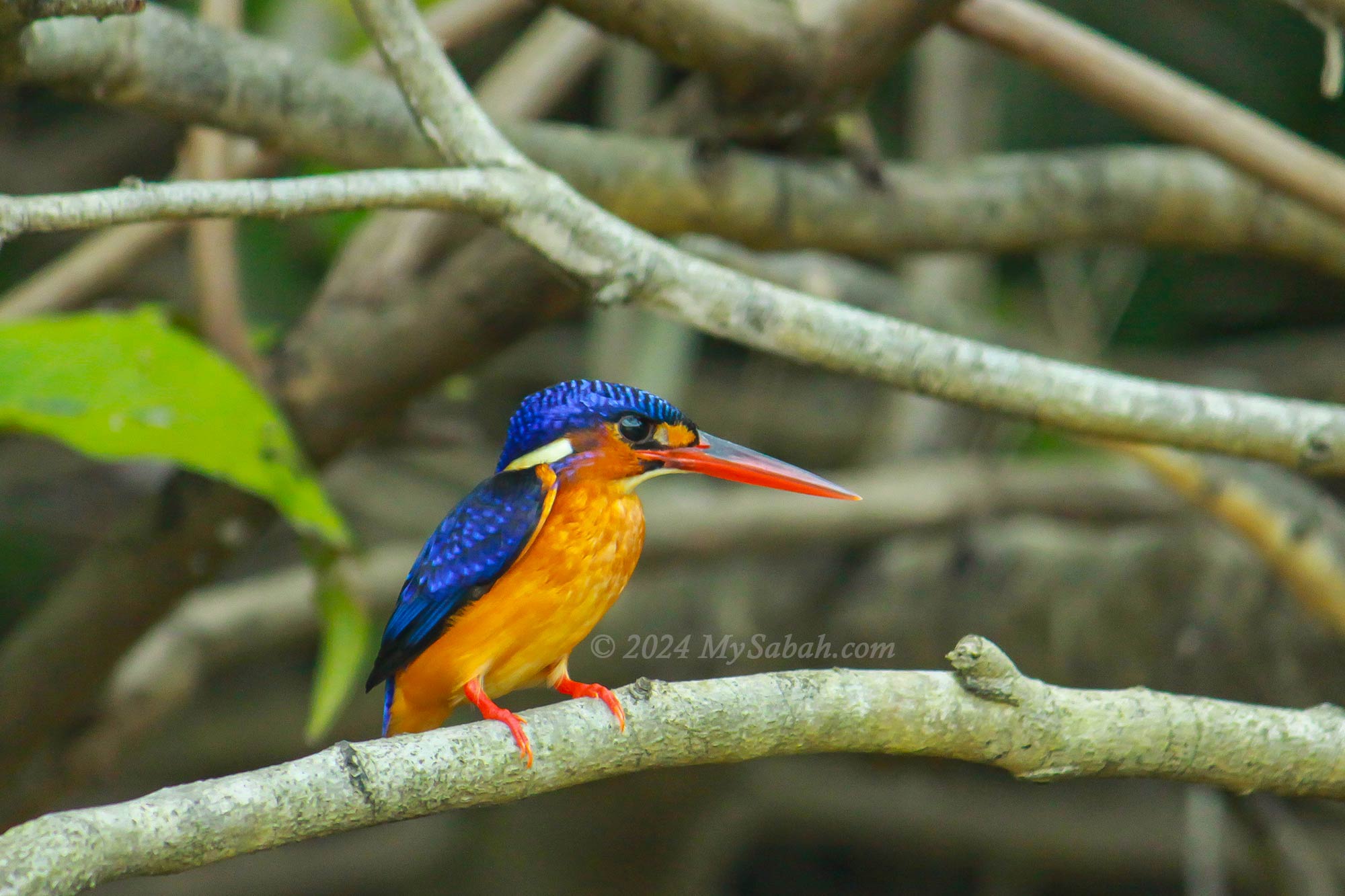 Blue-eared Kingfisher