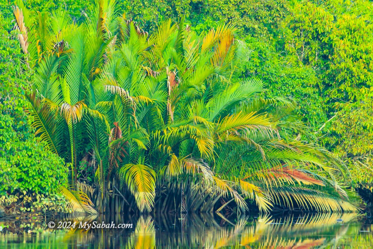 Klias wetland is a peat swamp forest with unique vegetation