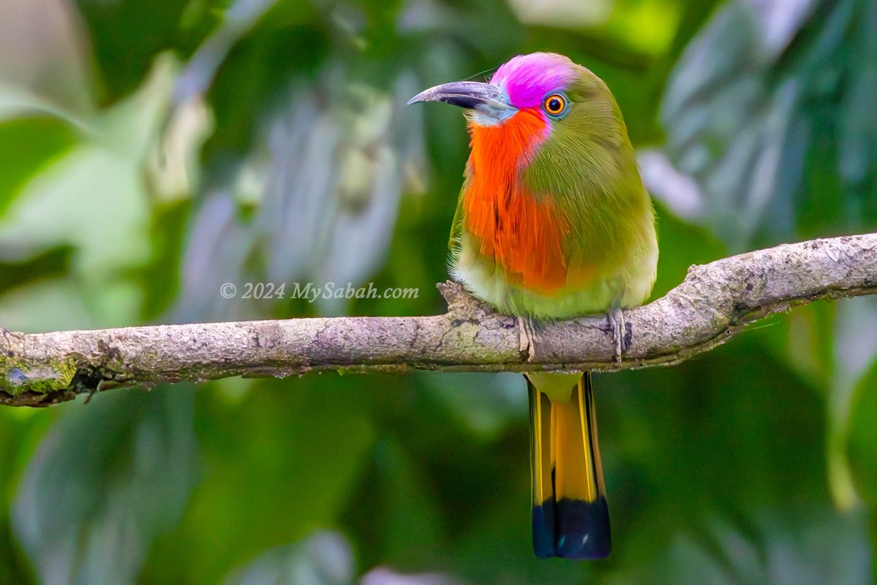 Red-bearded bee-eater