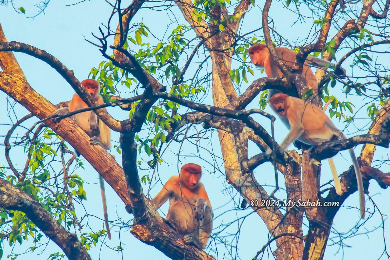 A herd of proboscis monkey on the tree