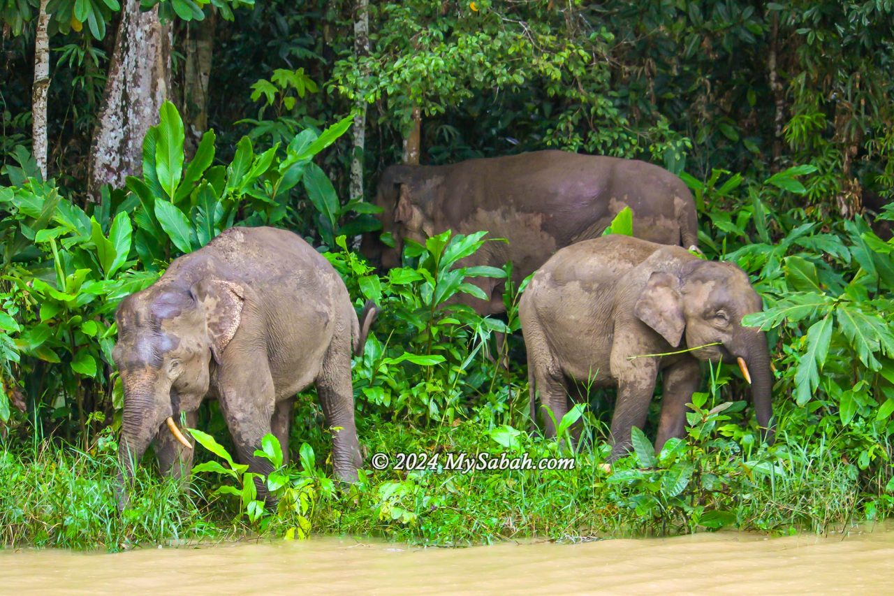 Pygmy elephants at the riverside of Kinabatangan River