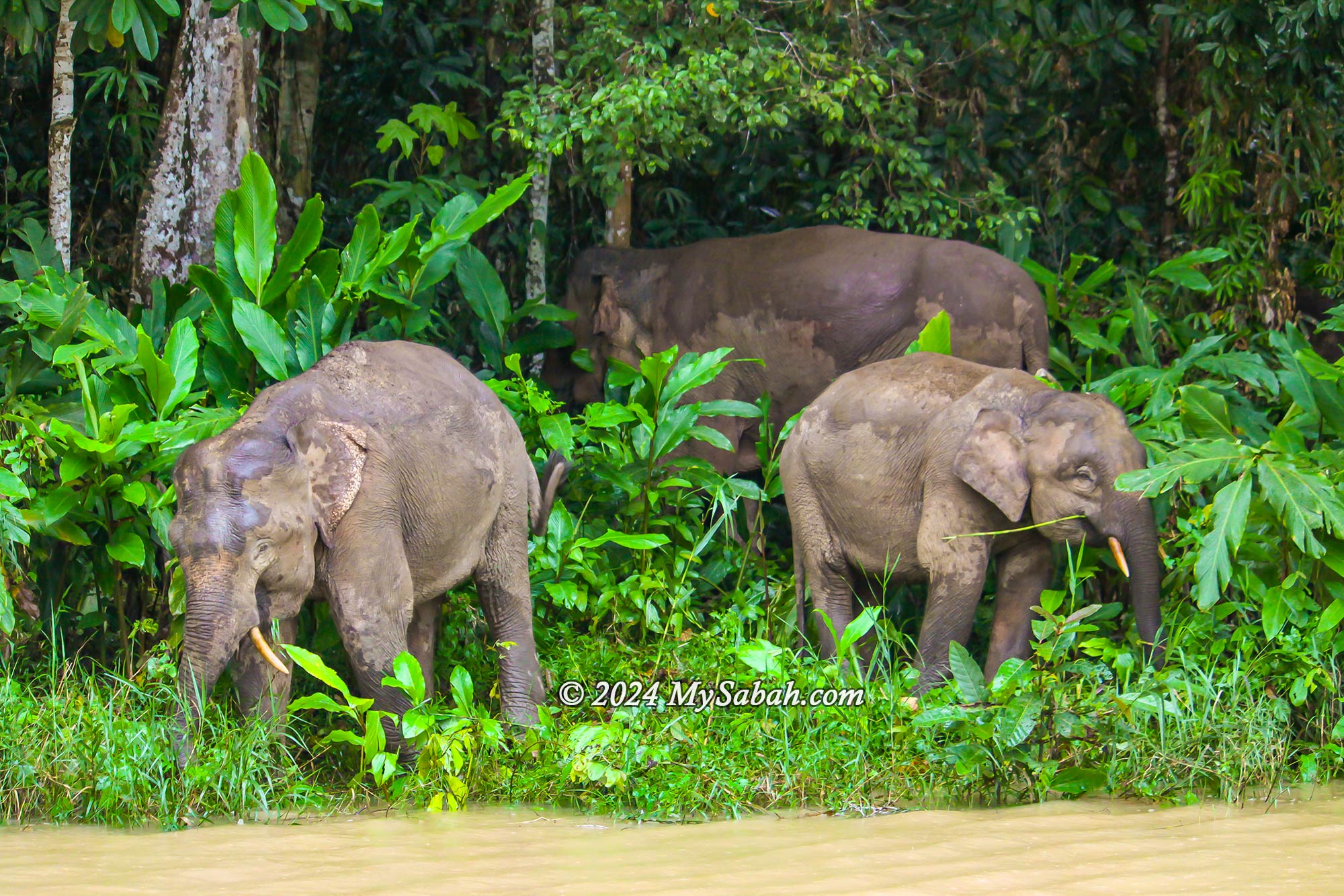 Pygmy elephants at the riverside of Kinabatangan River