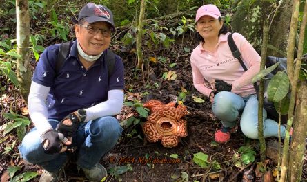 Tourists taking picture next to a Rafflesia flower