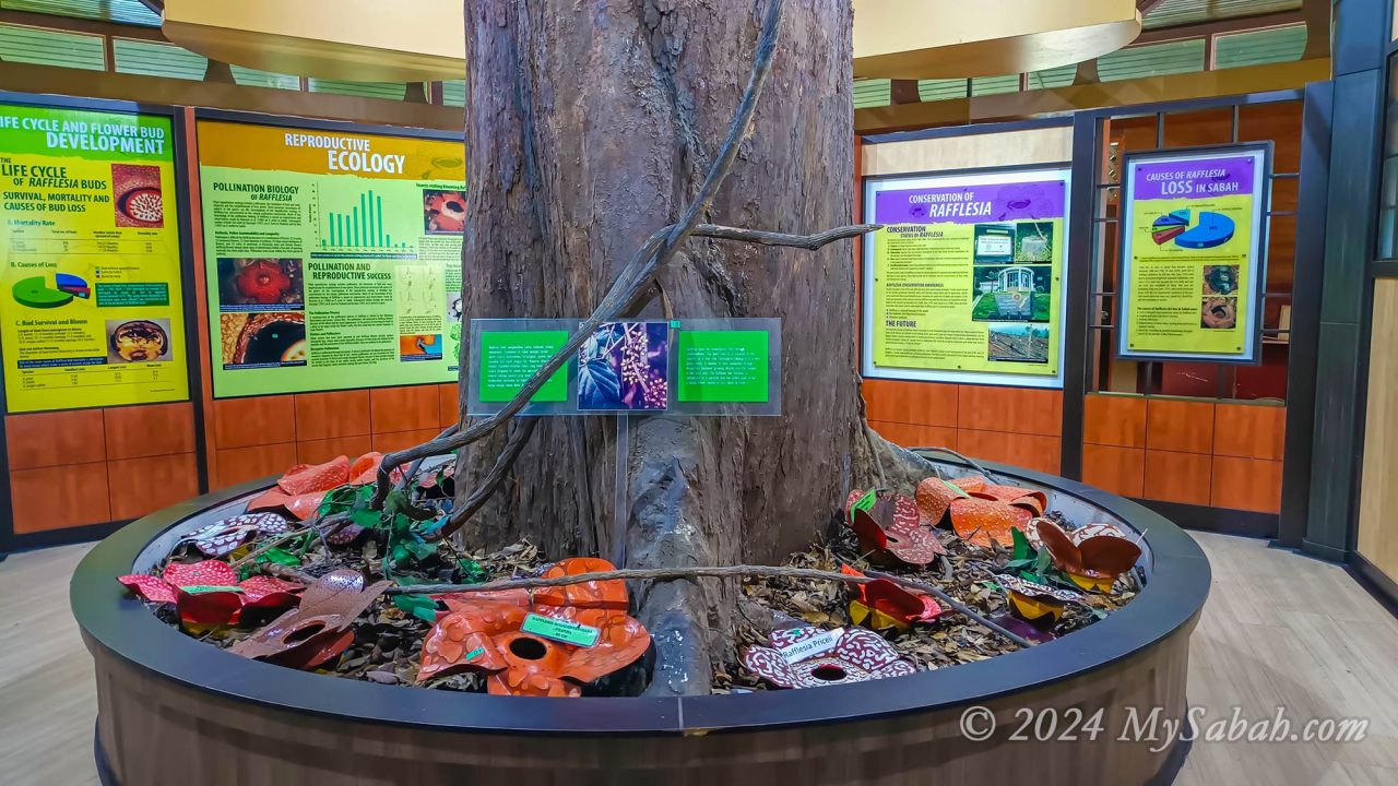 Rafflesia display at Rafflesia Information Centre in Tambunan