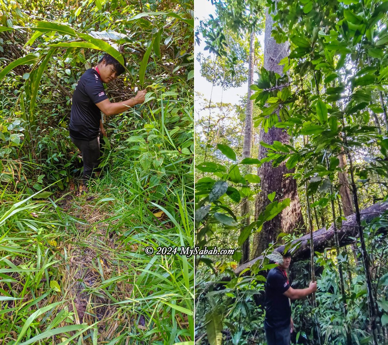 Follow the guide into the forest to look for the blooming rafflesia flower