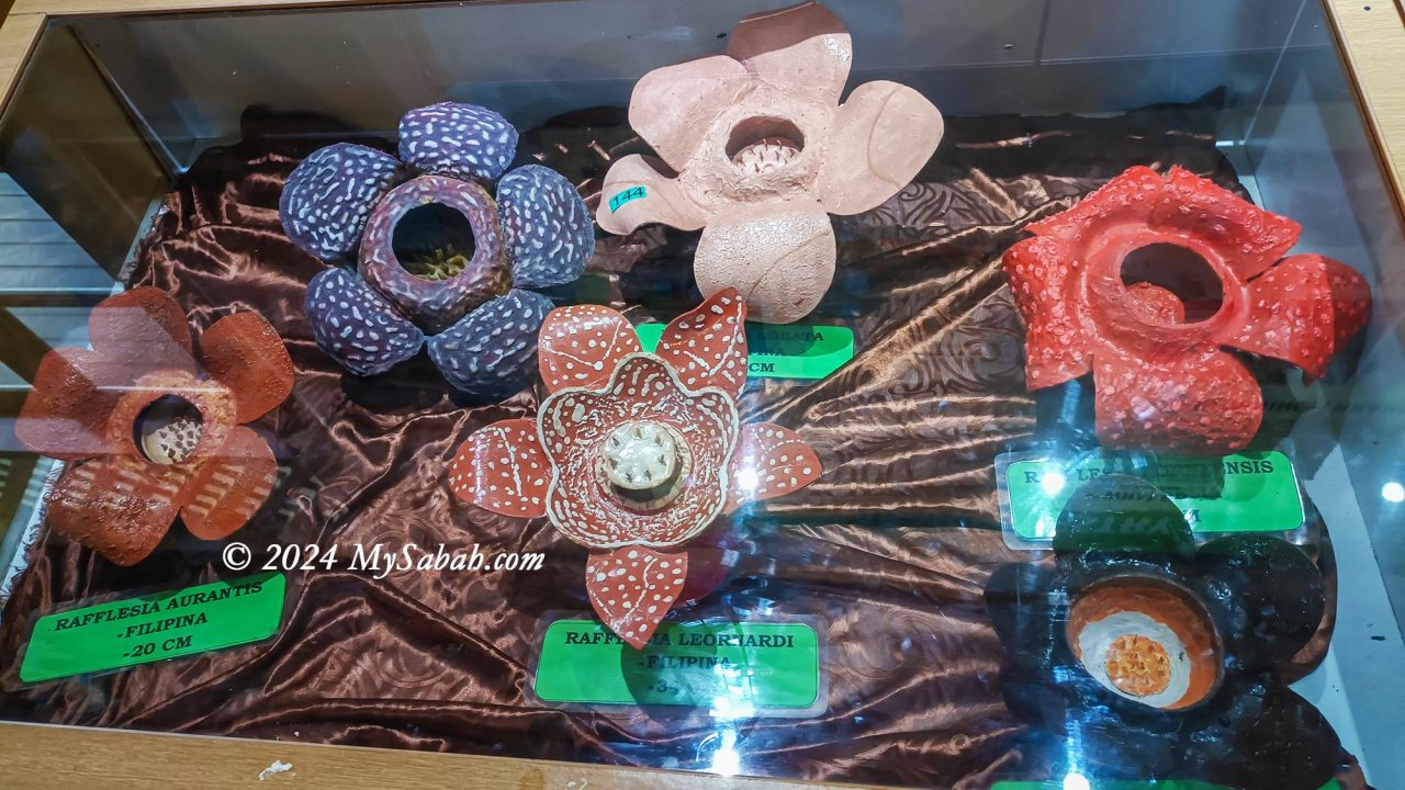 Models of different rafflesia flower species from other regions