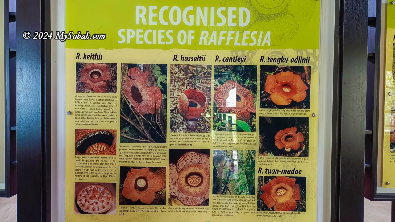 Information panel on different species of rafflesia flower