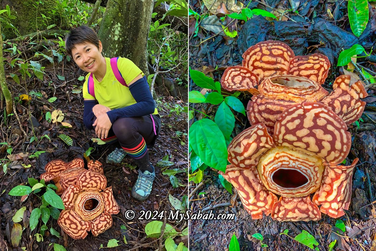 Rafflesia pricei