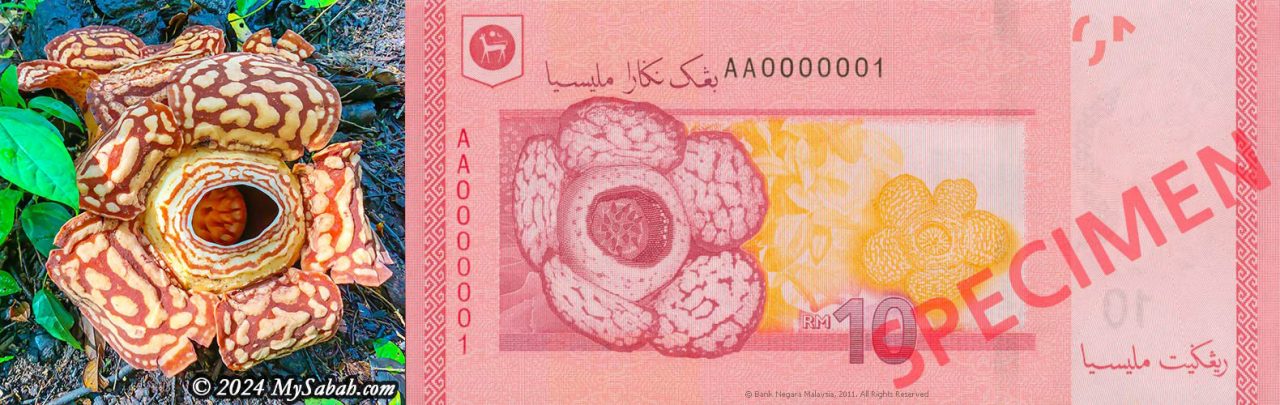 Rafflesia Azlanii on the 10 Ringgit banknote of Malaysia