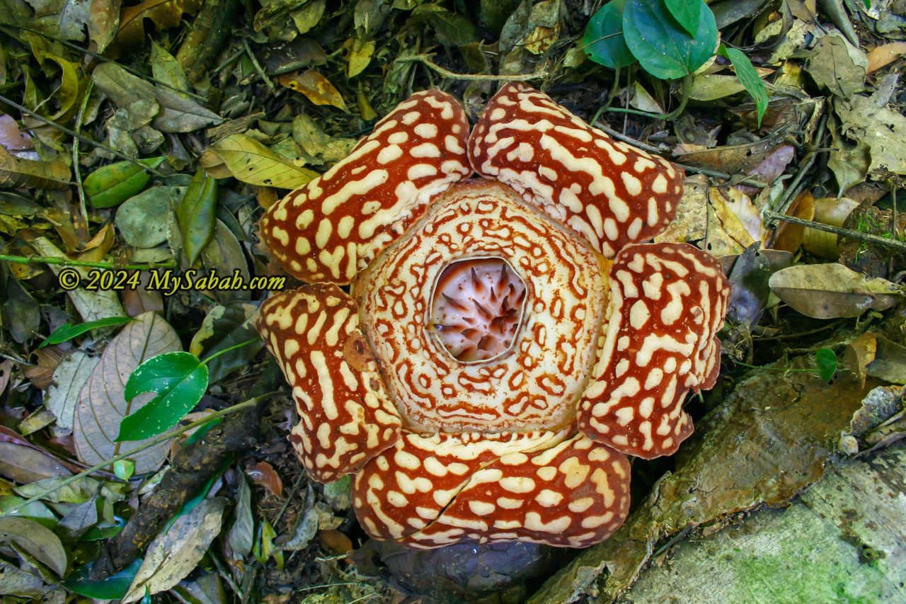 Close up of rafflesia flower