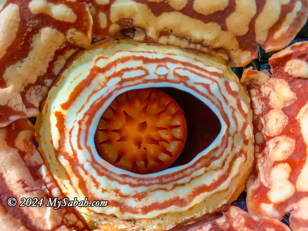 Close up of rafflesia pricei