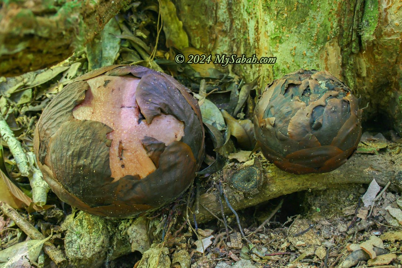 Buds of rafflesia pricei