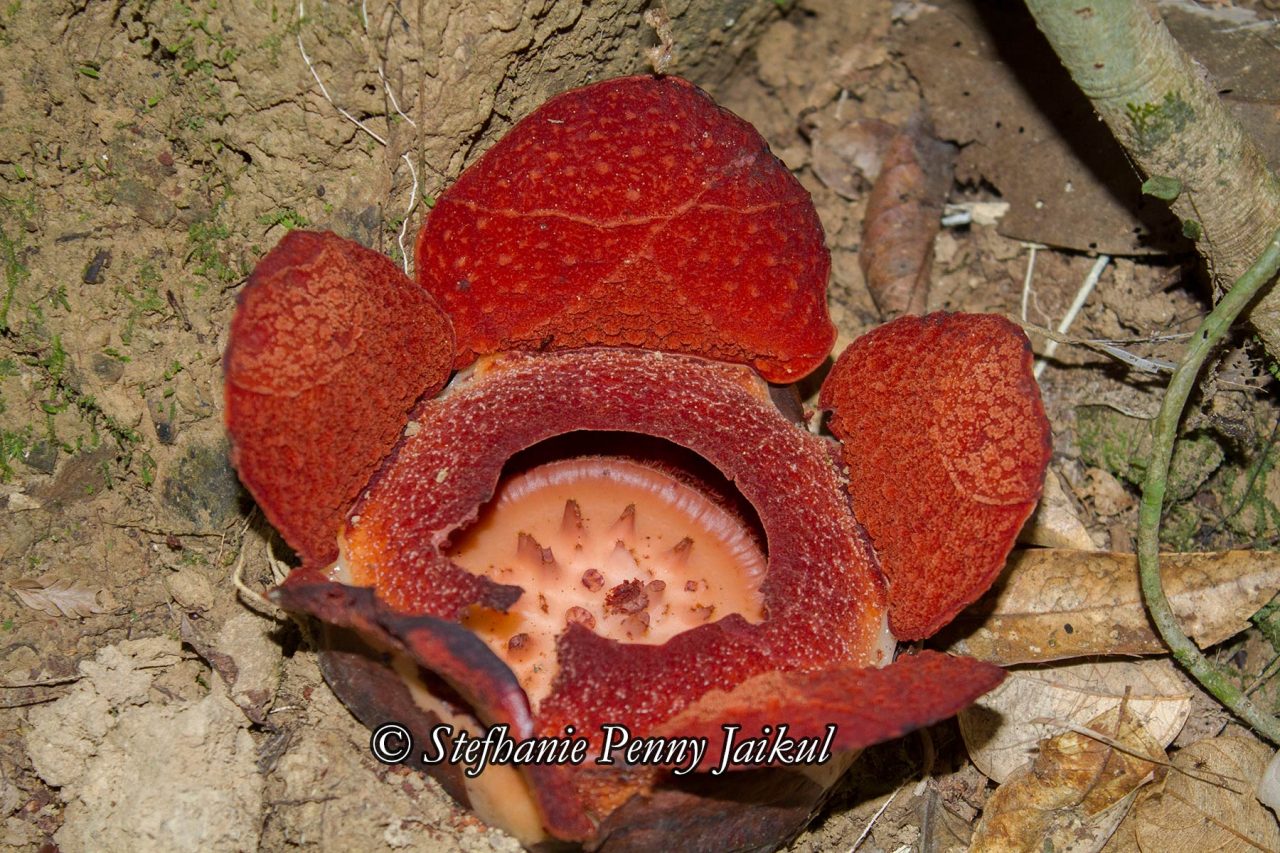 A blooming flower of Rafflesia tengku-adlinii
