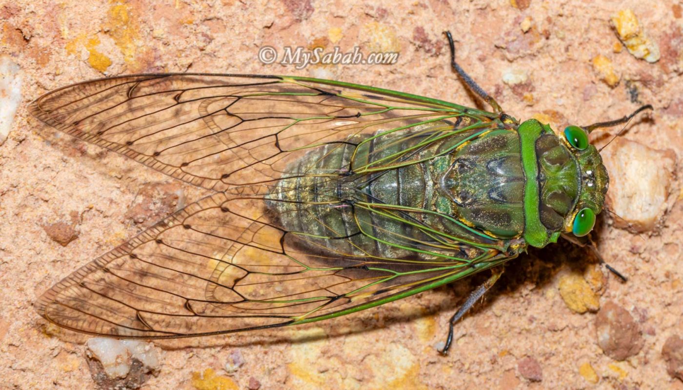 Giant Cicada, Megapomponia merula, the largest cicada in Borneo
