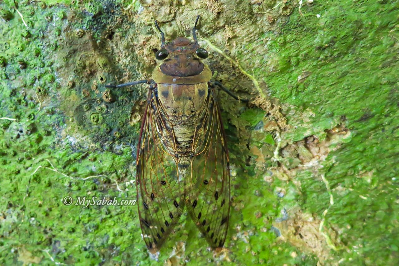 A cicada on the tree bark of Borneo rainforest