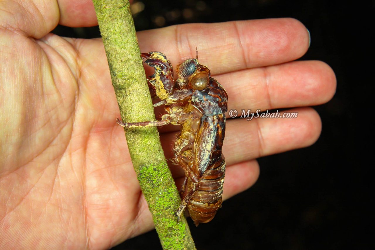 Cicada nymphal skins are used in traditional Chinese folk medicine to remove heatiness