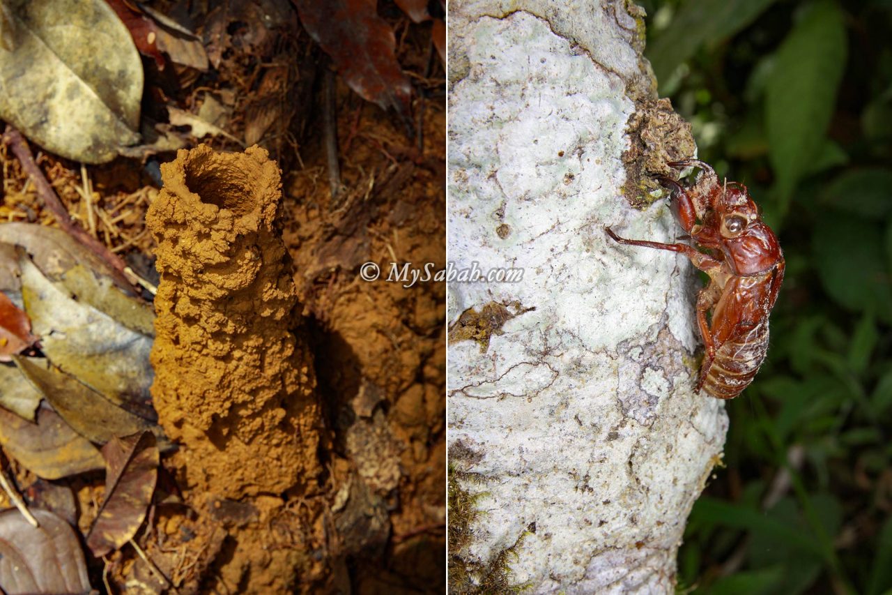 Left: A cicada mud tower on the forest floor. Right: An exuvium or nymphal skin of a cicada on a tree trunk