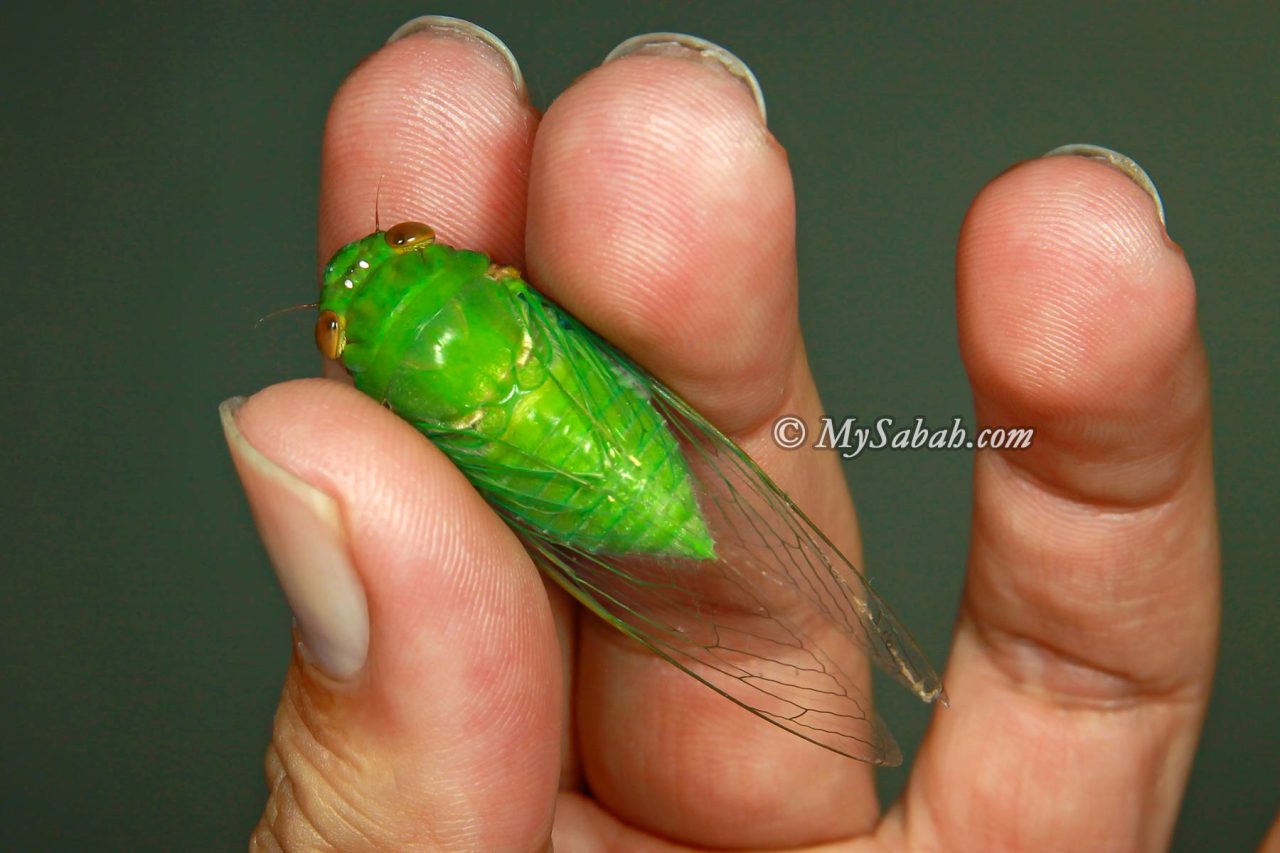 The Green Cicada, Dundubia vaginata