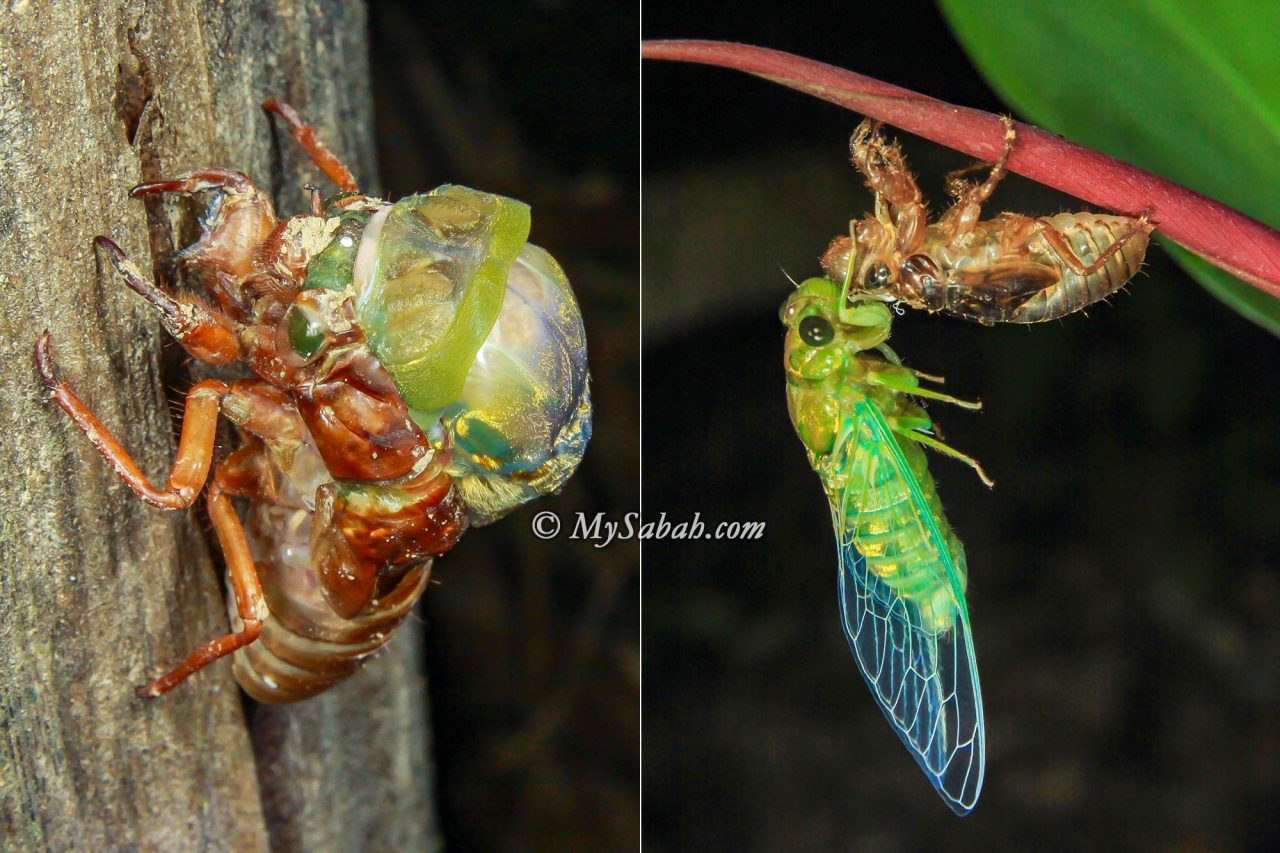 Cicadas shed their skins and emerge as adults